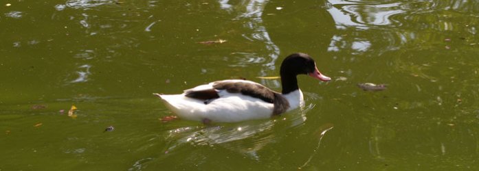 Duck