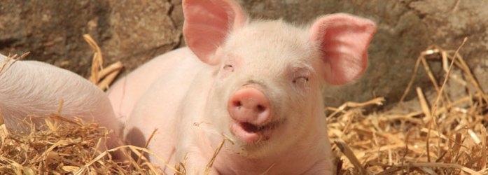 Pig smiling