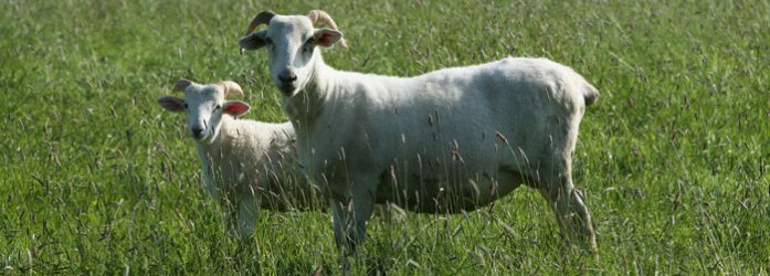 Shorn sheep and lamb