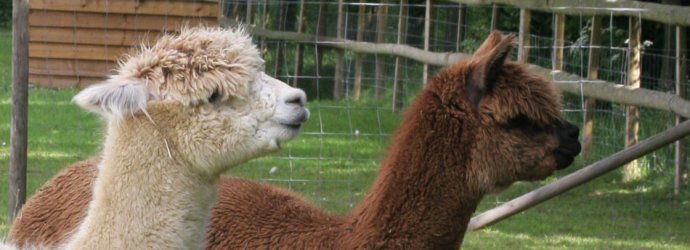 Alpacas