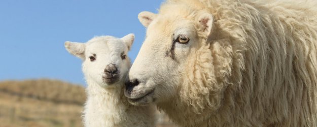 Close up sheep and lamb