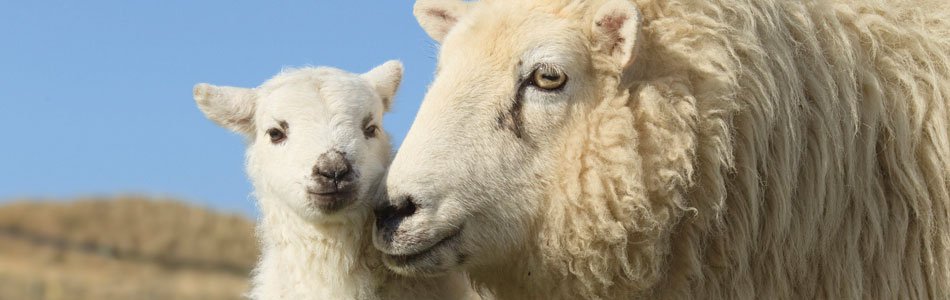 Close up sheep and lamb